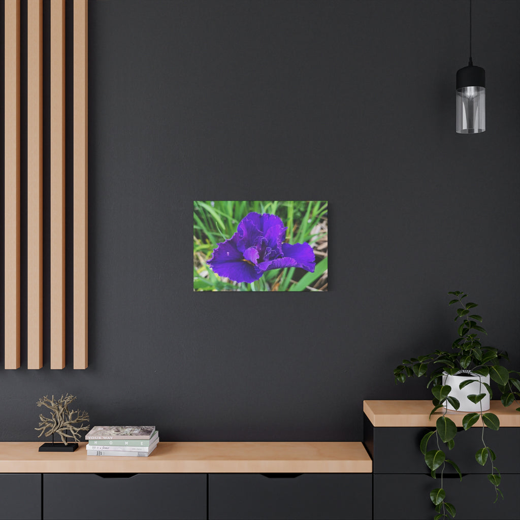Purple Iris Floral Canvas Print