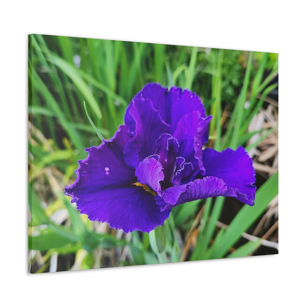 Purple Iris Floral Canvas Print