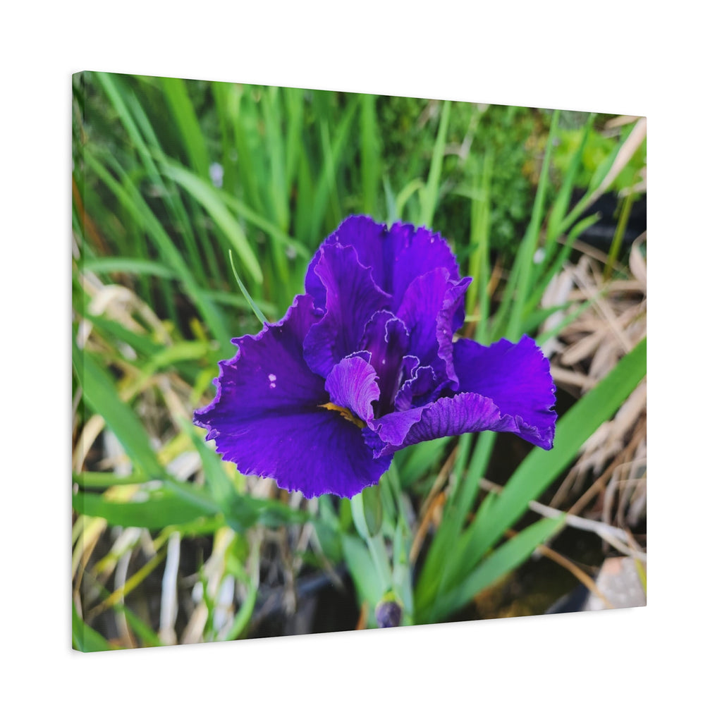 Purple Iris Floral Canvas Print — Matte Stretched Wall Art
