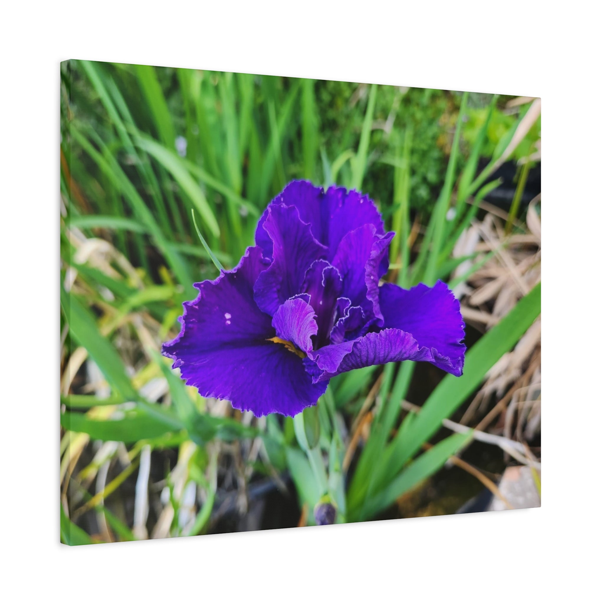 Purple Iris Floral Canvas Print — Matte Stretched Wall Art
