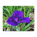 Purple Iris Floral Canvas Print — Matte Stretched Wall Art