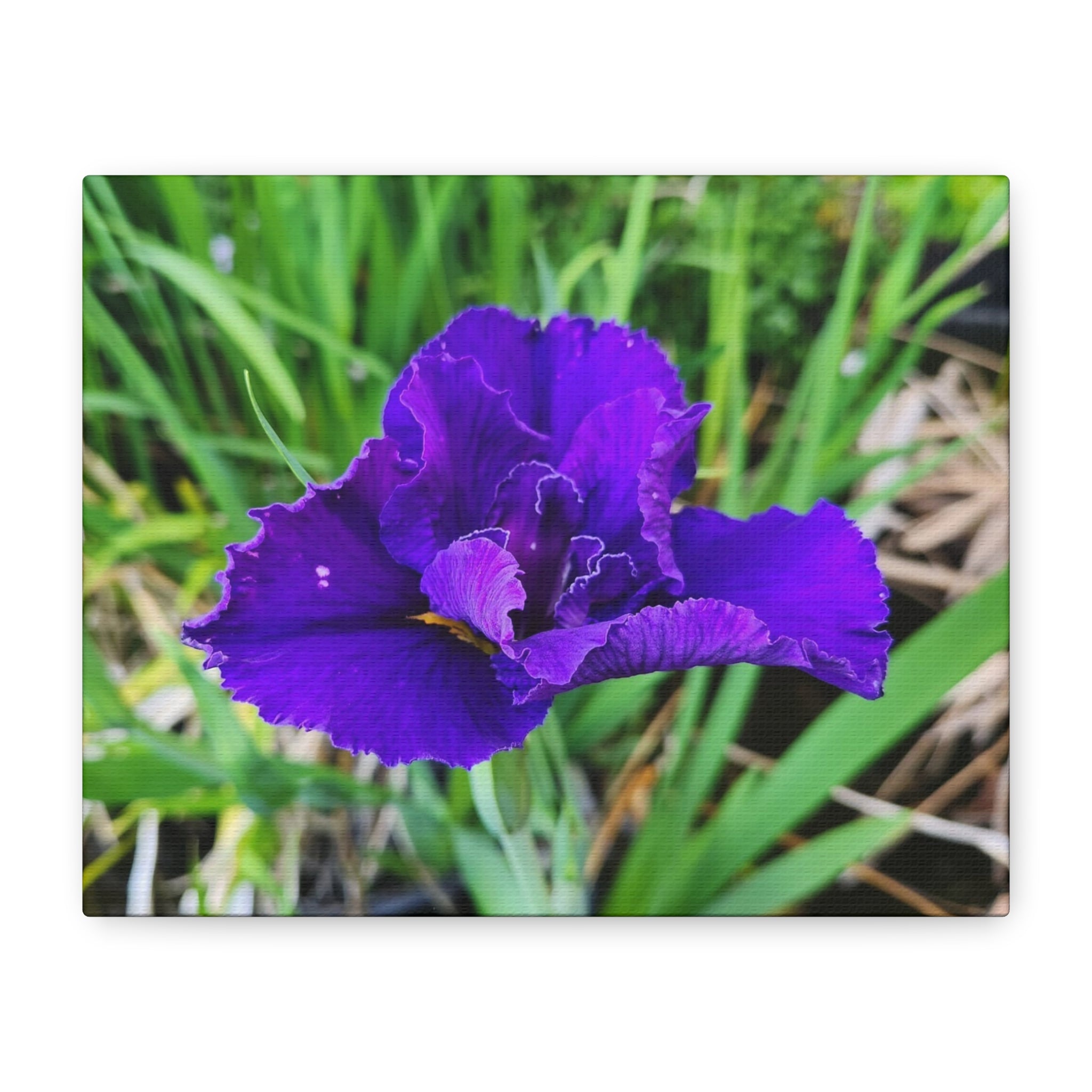 Purple Iris Floral Canvas Print — Matte Stretched Wall Art