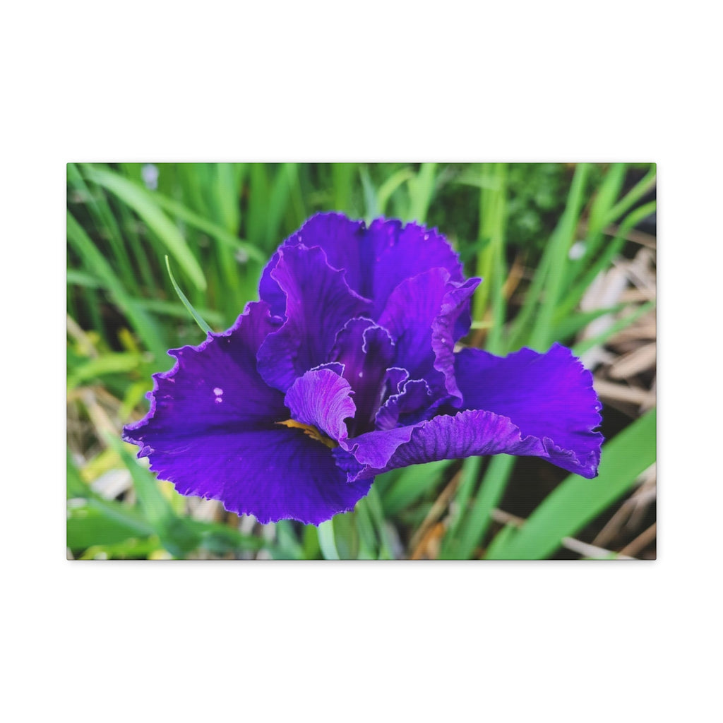 Purple Iris Floral Canvas Print