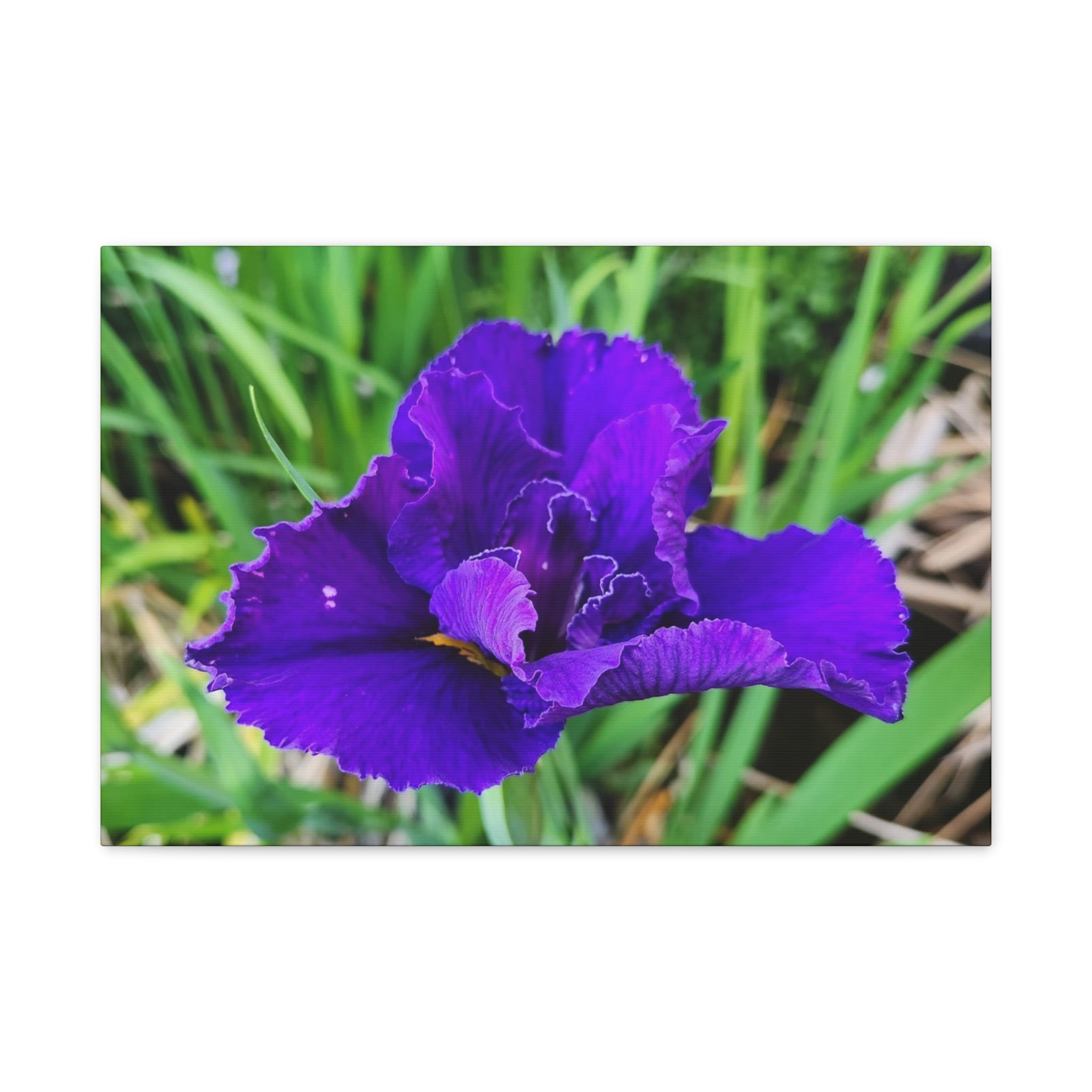 Purple Iris Floral Canvas Print