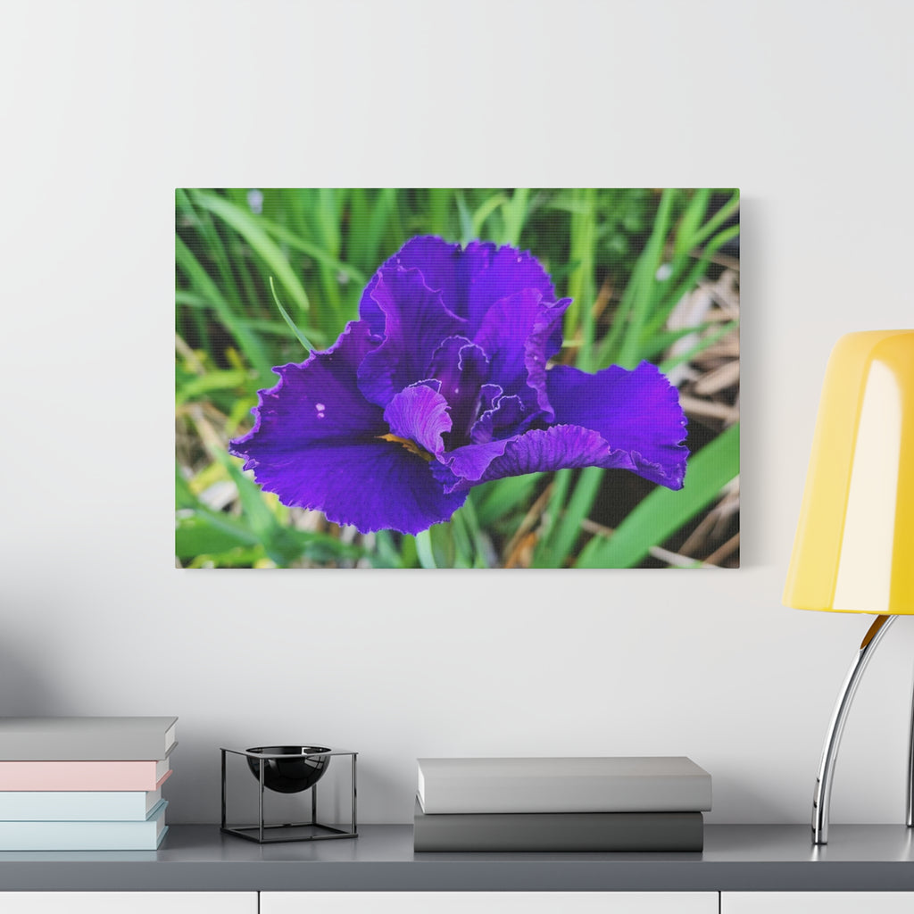 Purple Iris Floral Canvas Print