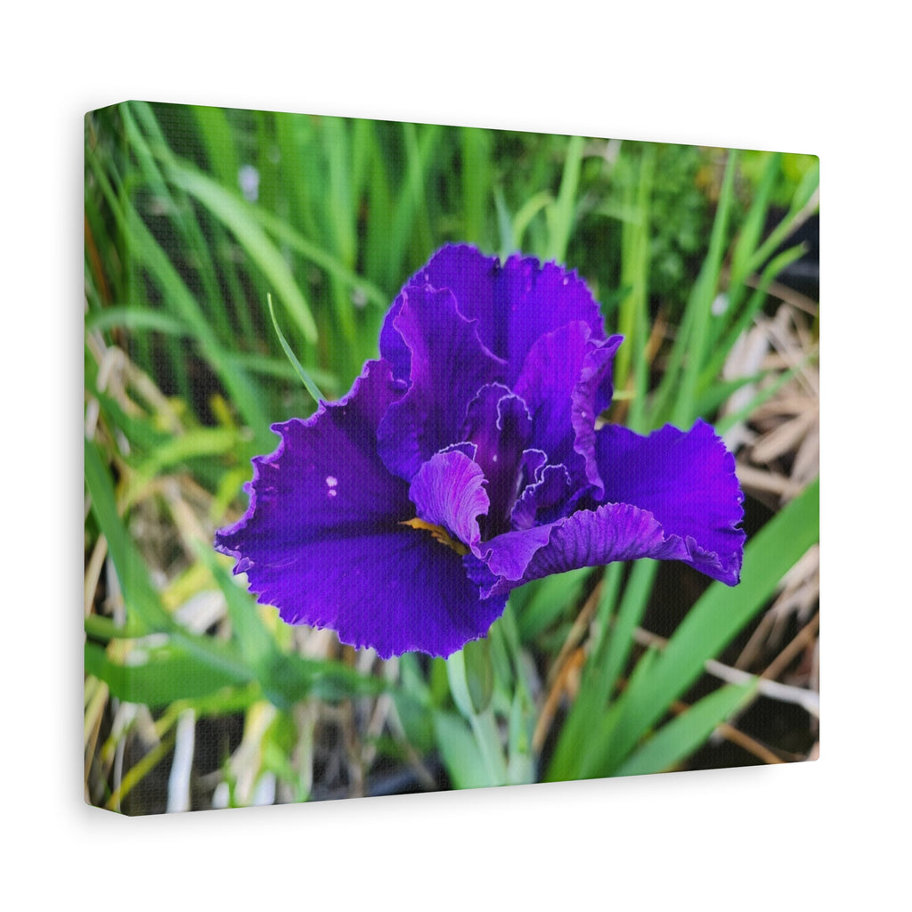 Purple Iris Floral Canvas Print — Matte Stretched Wall Art
