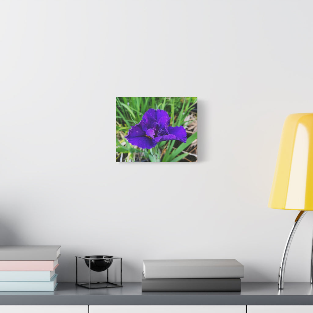 Purple Iris Floral Canvas Print — Matte Stretched Wall Art