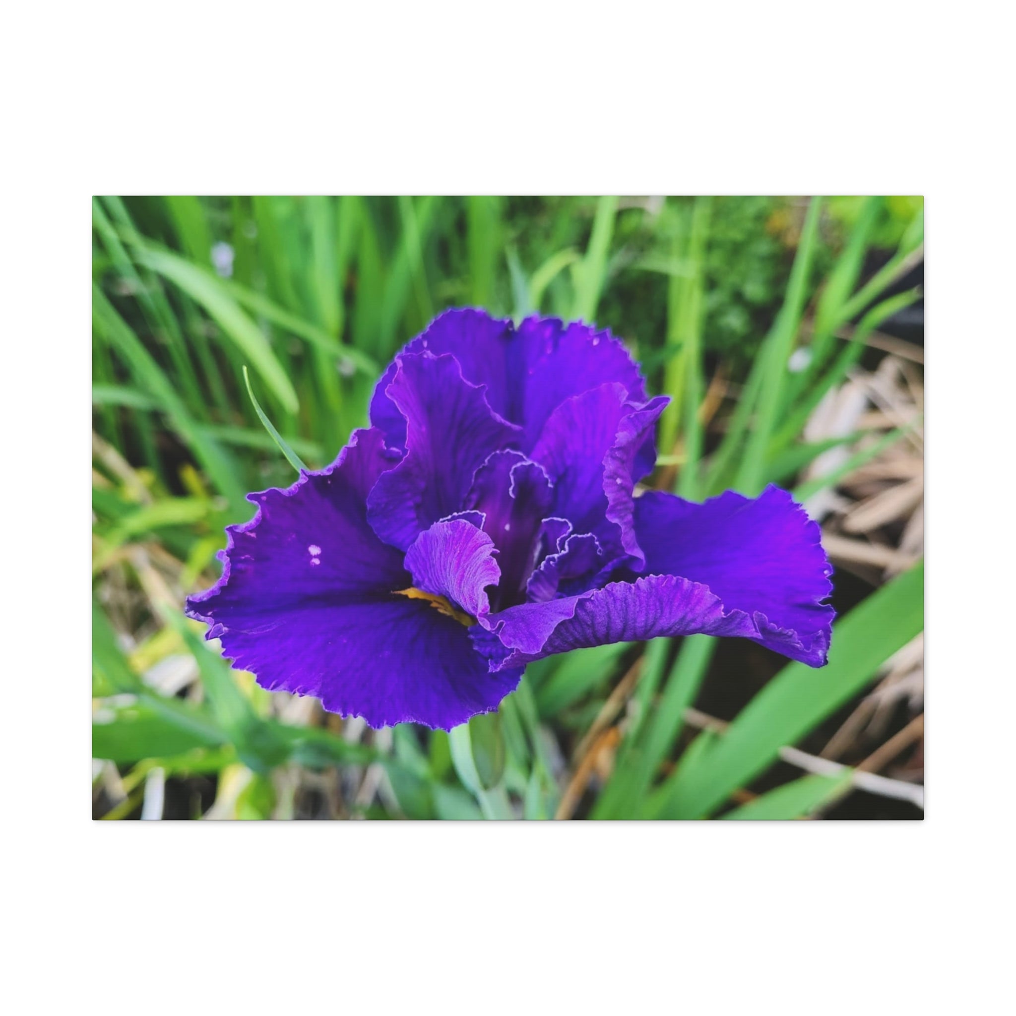 Purple Iris Floral Canvas Print