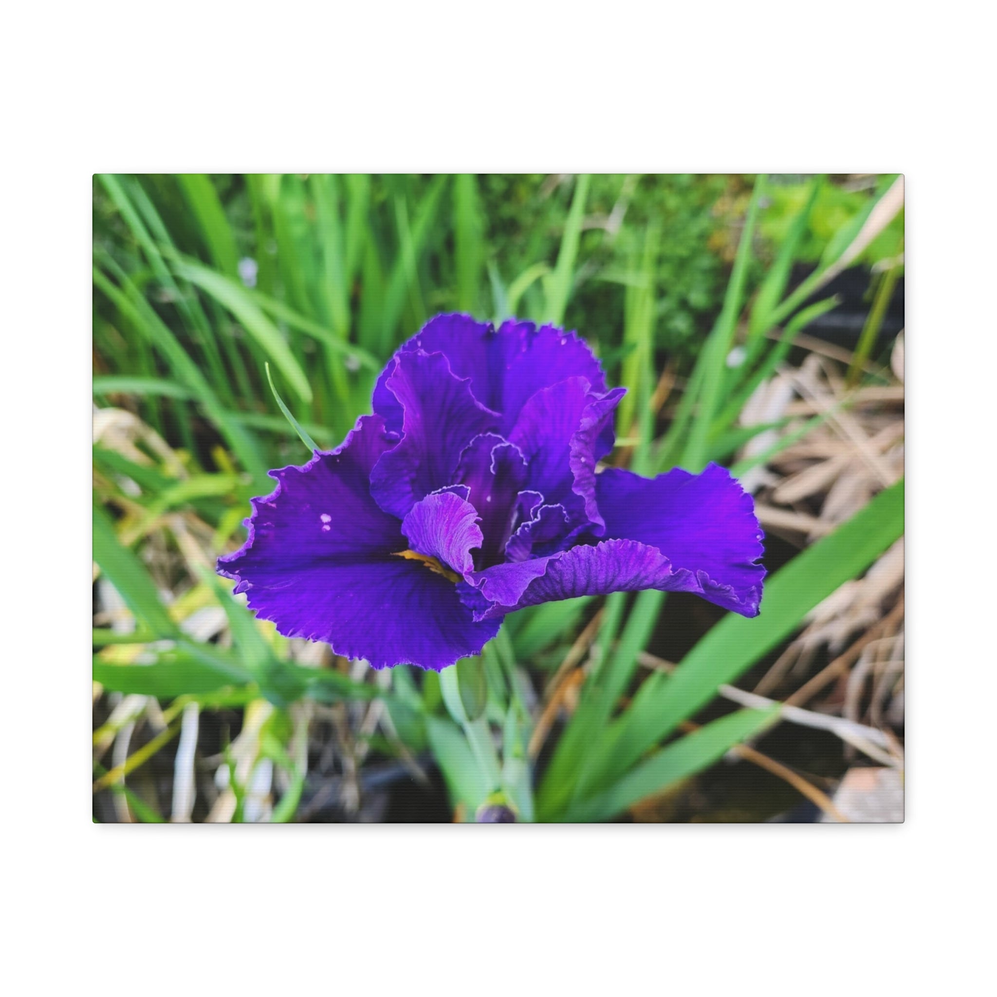 Purple Iris Floral Canvas Print — Matte Stretched Wall Art