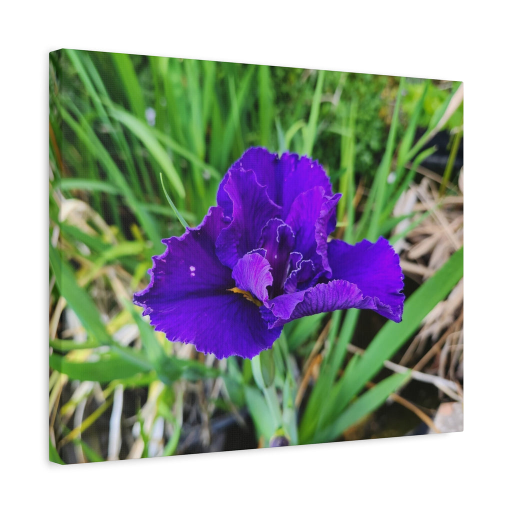 Purple Iris Floral Canvas Print — Matte Stretched Wall Art