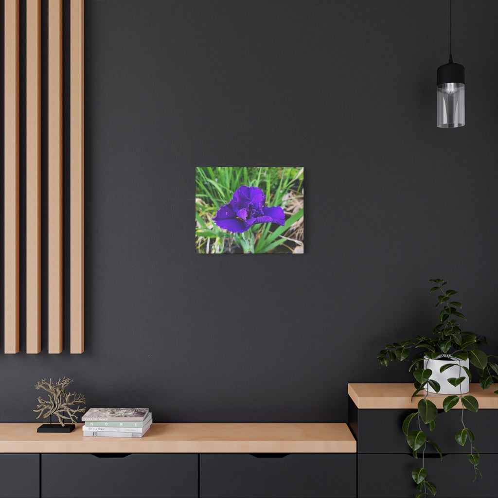 Purple Iris Floral Canvas Print — Matte Stretched Wall Art