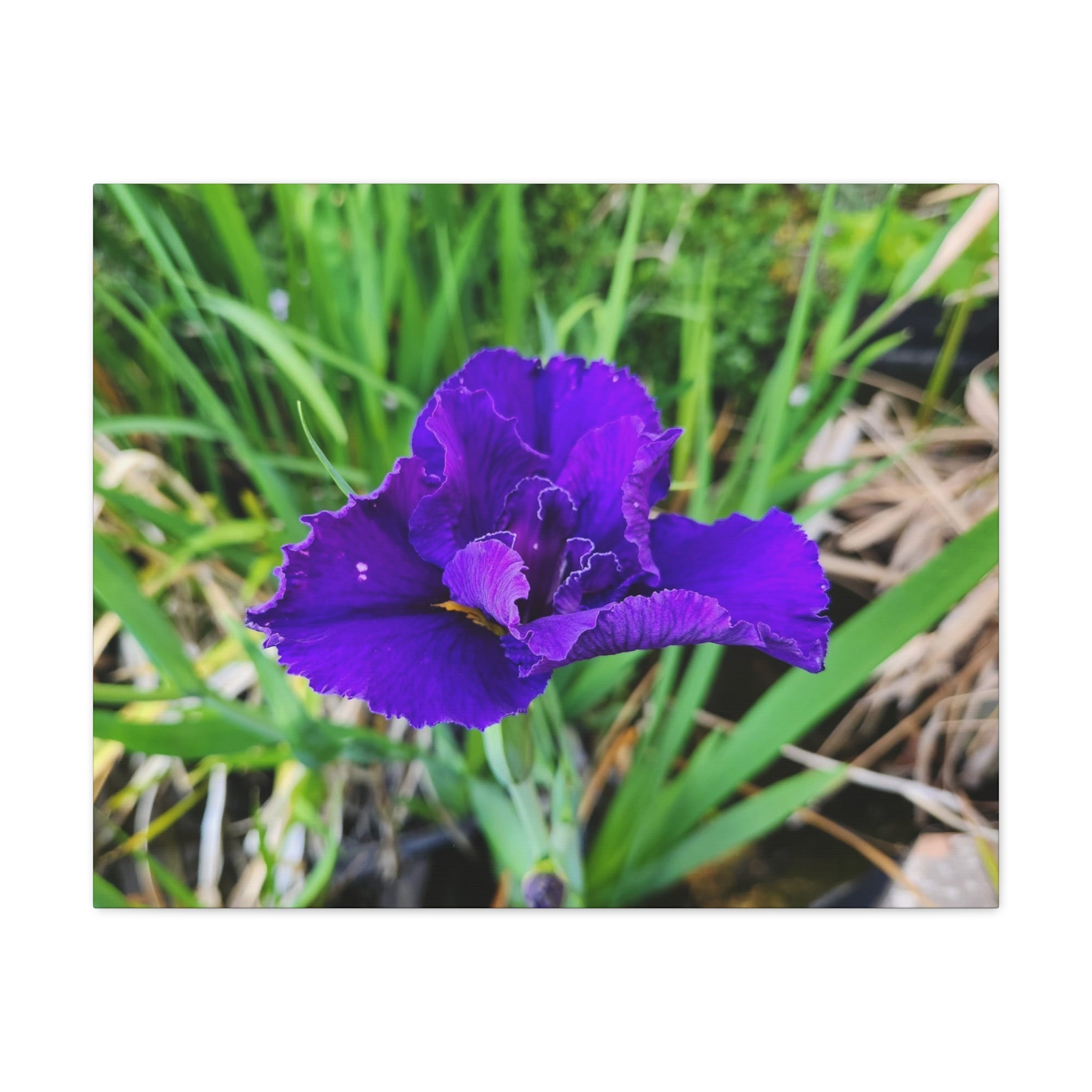 Purple Iris Floral Canvas Print — Matte Stretched Wall Art