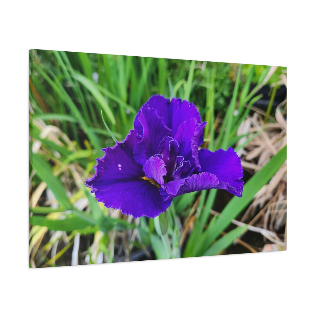 Purple Iris Floral Canvas Print — Matte Stretched Wall Art