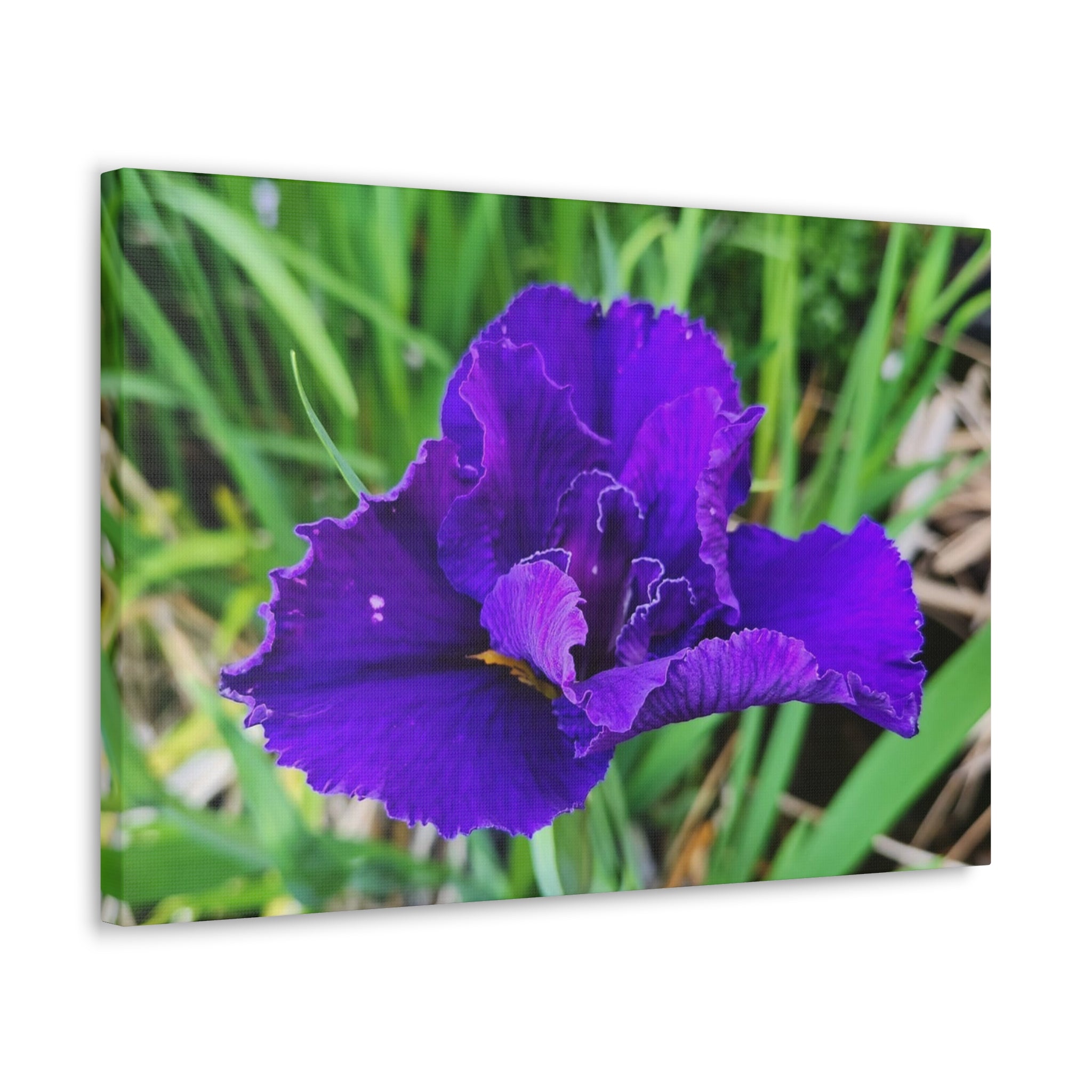 Purple Iris Floral Canvas Print