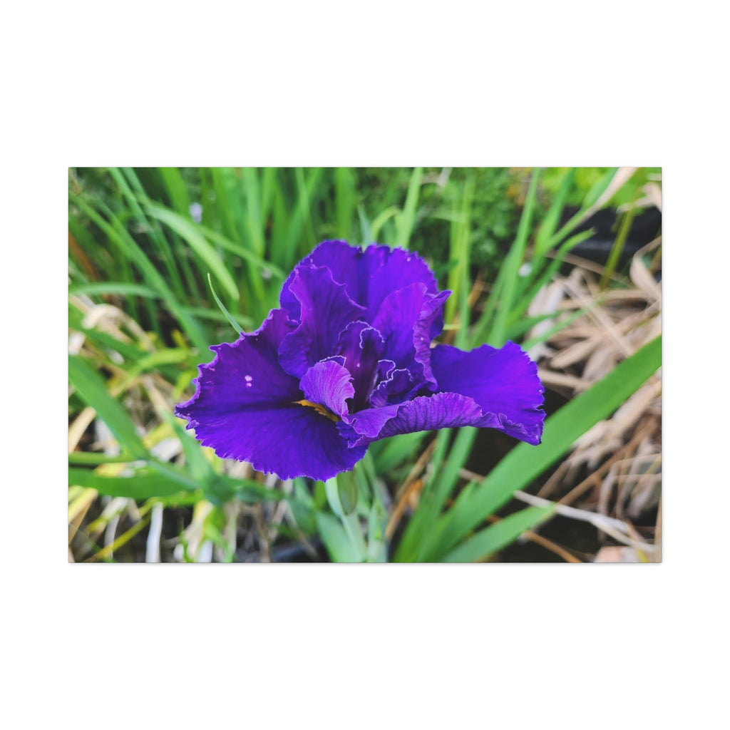 Purple Iris Floral Canvas Print — Matte Stretched Wall Art
